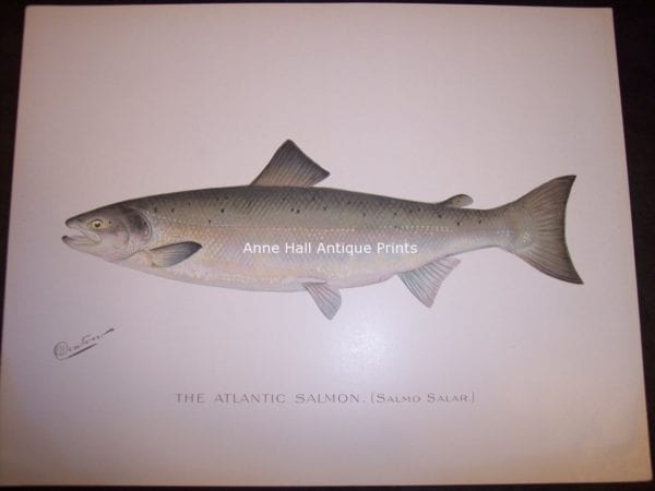 Denton The Atlantic Salmon 2. Salmo Salar.