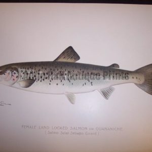 Denton Female Land Locked Salmon