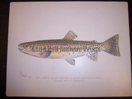 Denton Red Throat Rocky Mountain Trout. Rae antique lithograph by Sherman Denton, c.1900, Salmo Mykiss Walbaum.