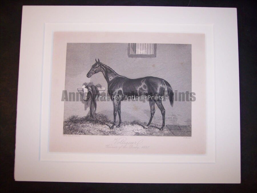 Horses Equine Horse Engraving 9762