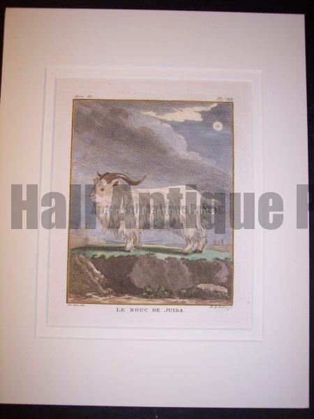 Goats & Sheep Old print by  Compte de Buffon,  Famous French Naturalist.  Lovely hand colored copper plate engraving of a sheep or a goat,  mat  beautifully to 11x14"   125.