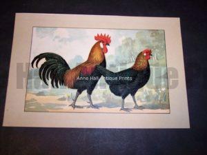 Kramer Poultry Chromolithograph 1. $45. Click here to buy online now.