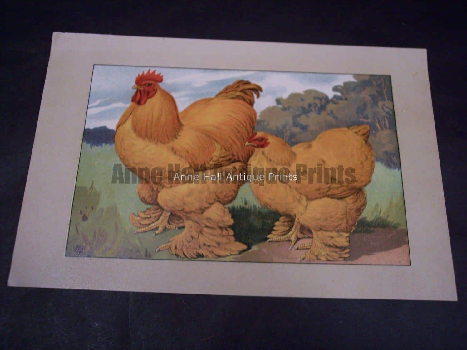 Great Hen & Rooster Print