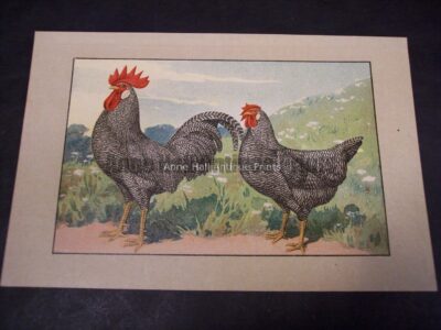 Kramer Poulrty Chromolithograph