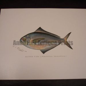 Denton Butter Fish Print
