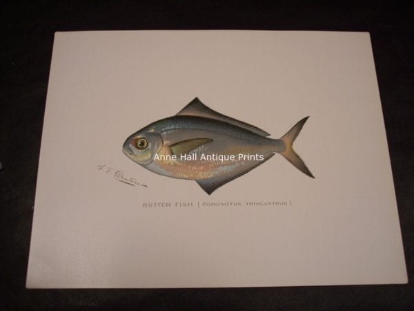 Denton Butter Fish Print