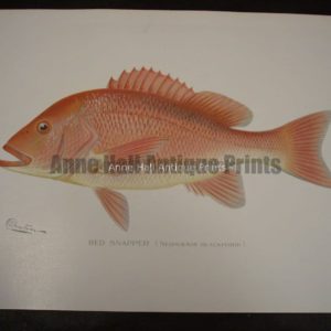Denton Red Snapper Fish Print