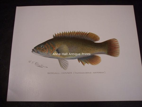 Denton Fish Print Bergall