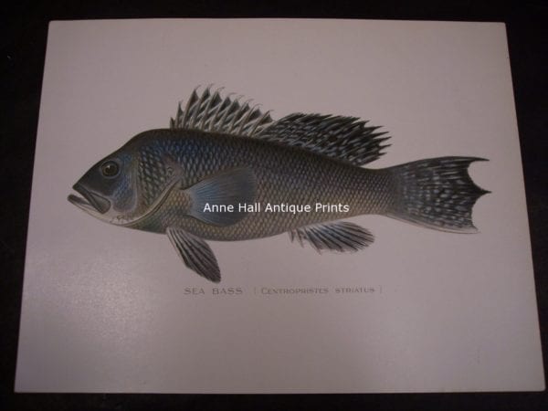 Denton Sea Bass Fish Print