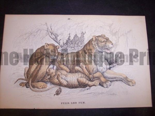 c.1860, original hand-colored Lizar engraving of Felis Leo Female Female lion with cubs $85. 9860