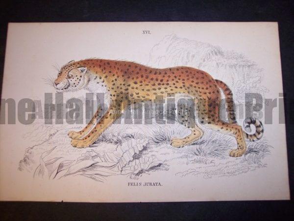 Old Lizar Engraving Big Cat Felis Jurata $75. 9861