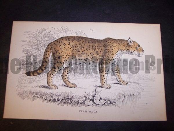Old Lizar Print of Big Cat Felis Onca $85. 9862