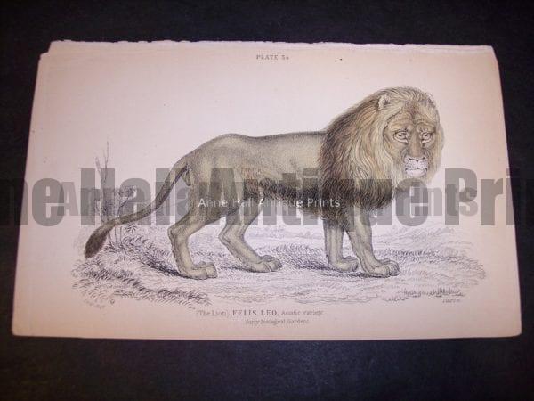 Old Lion engraving by Lizar Felis Leo, the male lion! Big Cat 9863 $85.