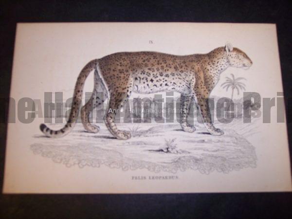 Lizar Big cat 9864. Fine antique engraving of Felis Leopardus or leopard. $75.
