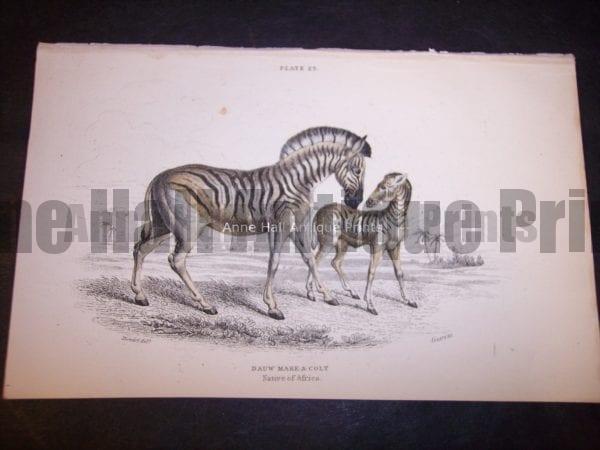 Lizars Zebra hand-colored engraving of female zebra and foal. 9865 Dauw Mare & Colt $85.