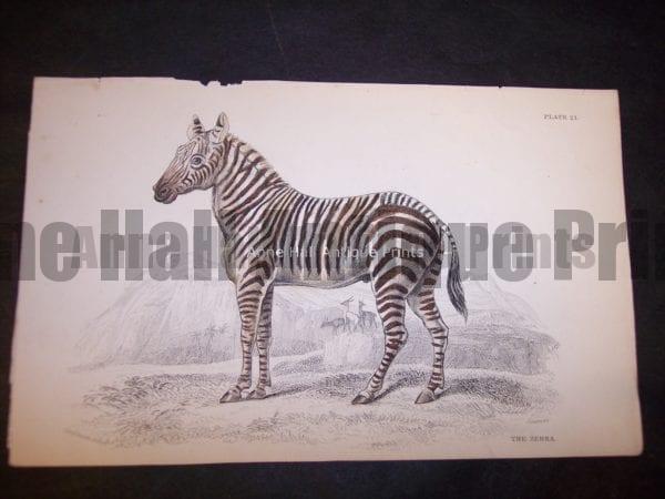 Antique print of Zebras! Small hand-colored steel plate engraving, including this zebra, were produced in Edinburgh, Scotland by William Lizars from c.1840-1875.