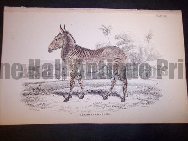Old engraving of Zebra species by Lizars. HYBRID ASS & ZEBRA! $60.