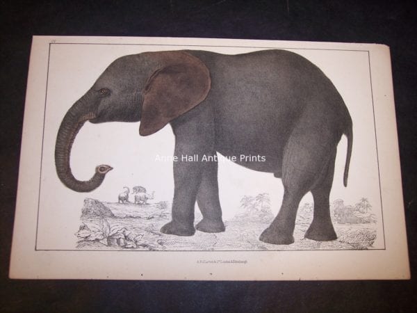 Old Elephant Engraving