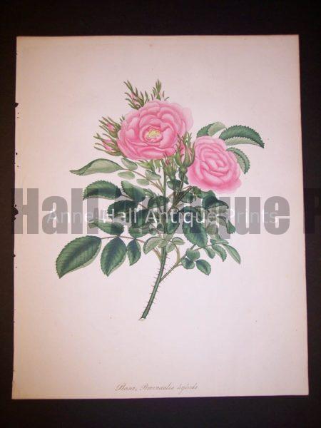 Andrews rose hand colored engraving from England c. 1800.