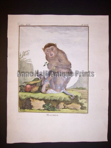George Buffon Monkey Engraving Maimon
