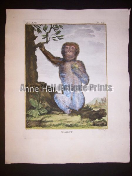 George Buffon Monkey Engraving VII Magot