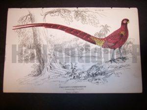 Lizar Pheasant 1840-1880 9973