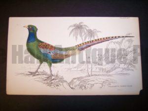 Lizar Pheasant 1840-1880 9974