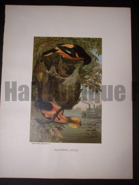 Baltimore Oriole by Prang 1885. 9980