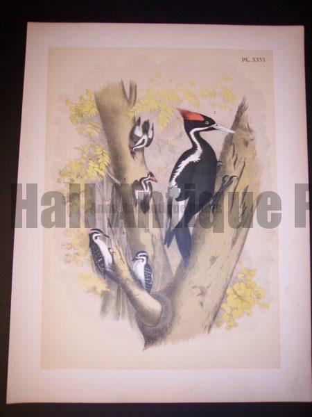 Ivory Billed Woodpecker c.1865 American Chromolithograph. #9982