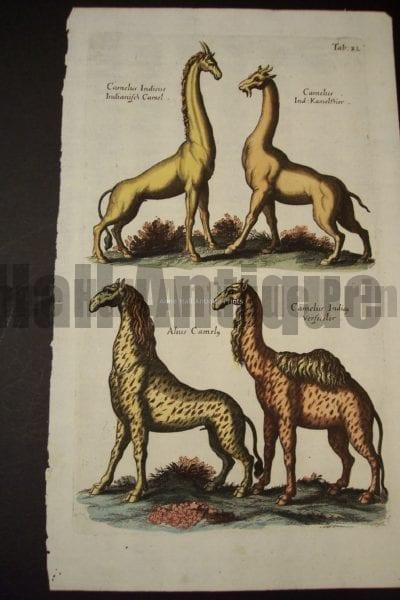 Merian Giraffes Engraving