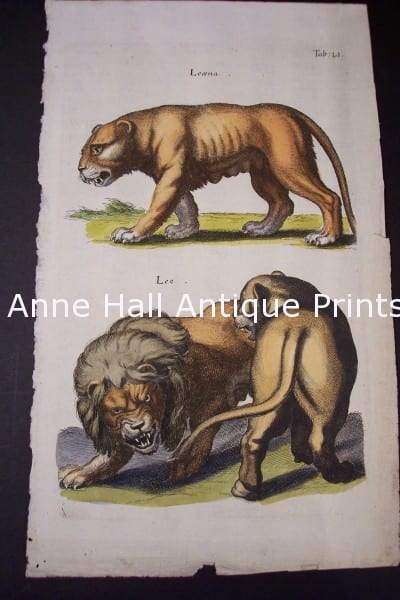 Merian Lions Hand Colored Engraving