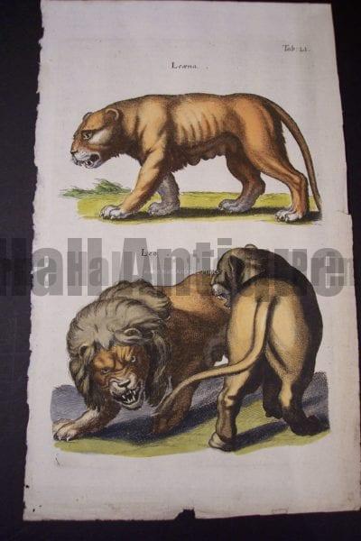Merian Lions Hand Colored Engraving