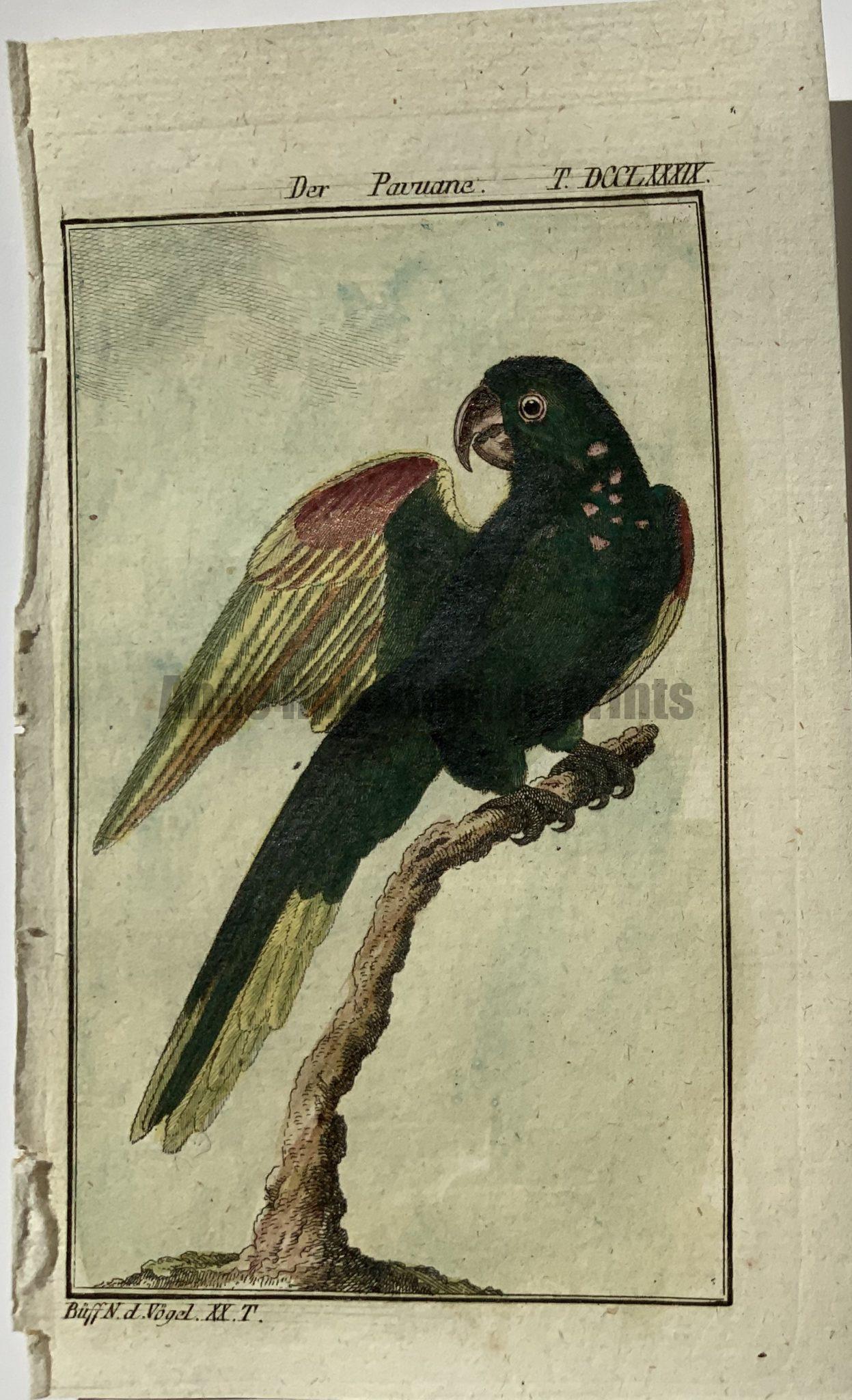 Buffon Parrot 3