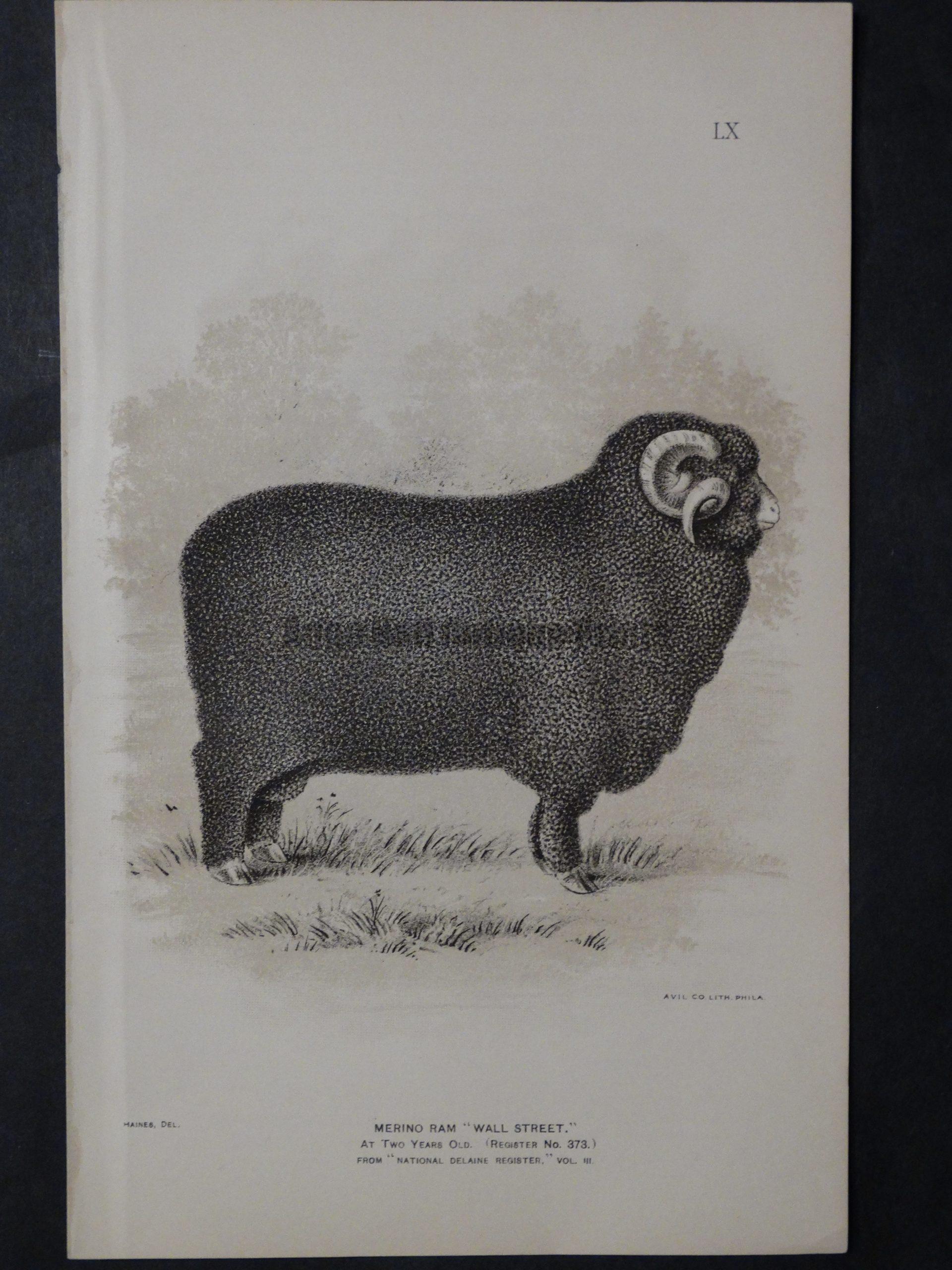 1888 Sheep Print, Old American lithograph 9307