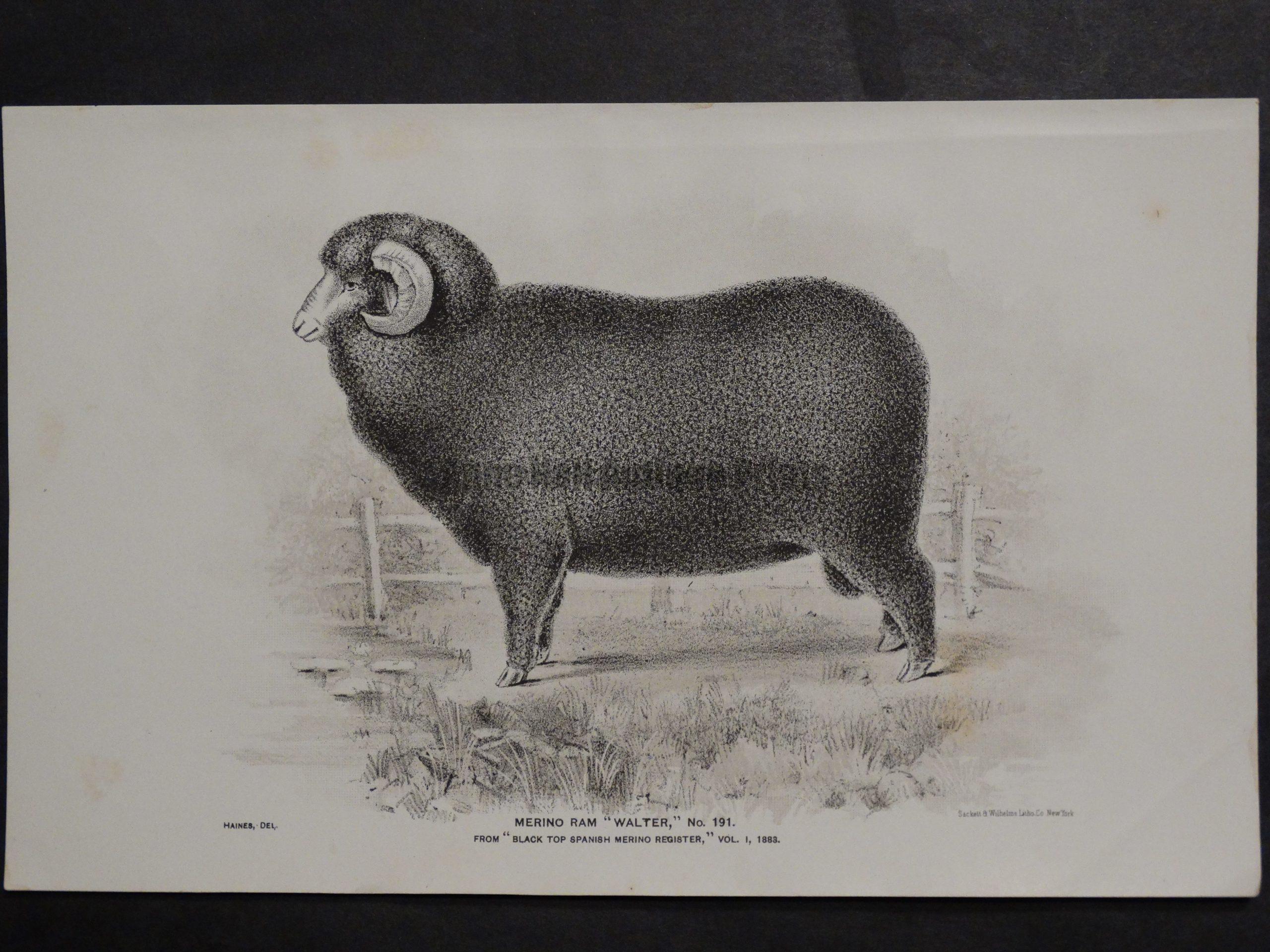 1888 Sheep Print, Old American lithograph