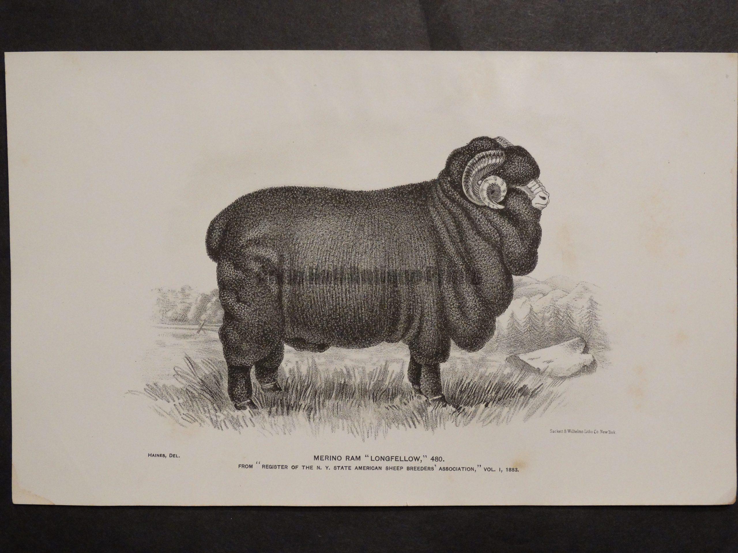 1888 Sheep Print, Old American lithograph(1)