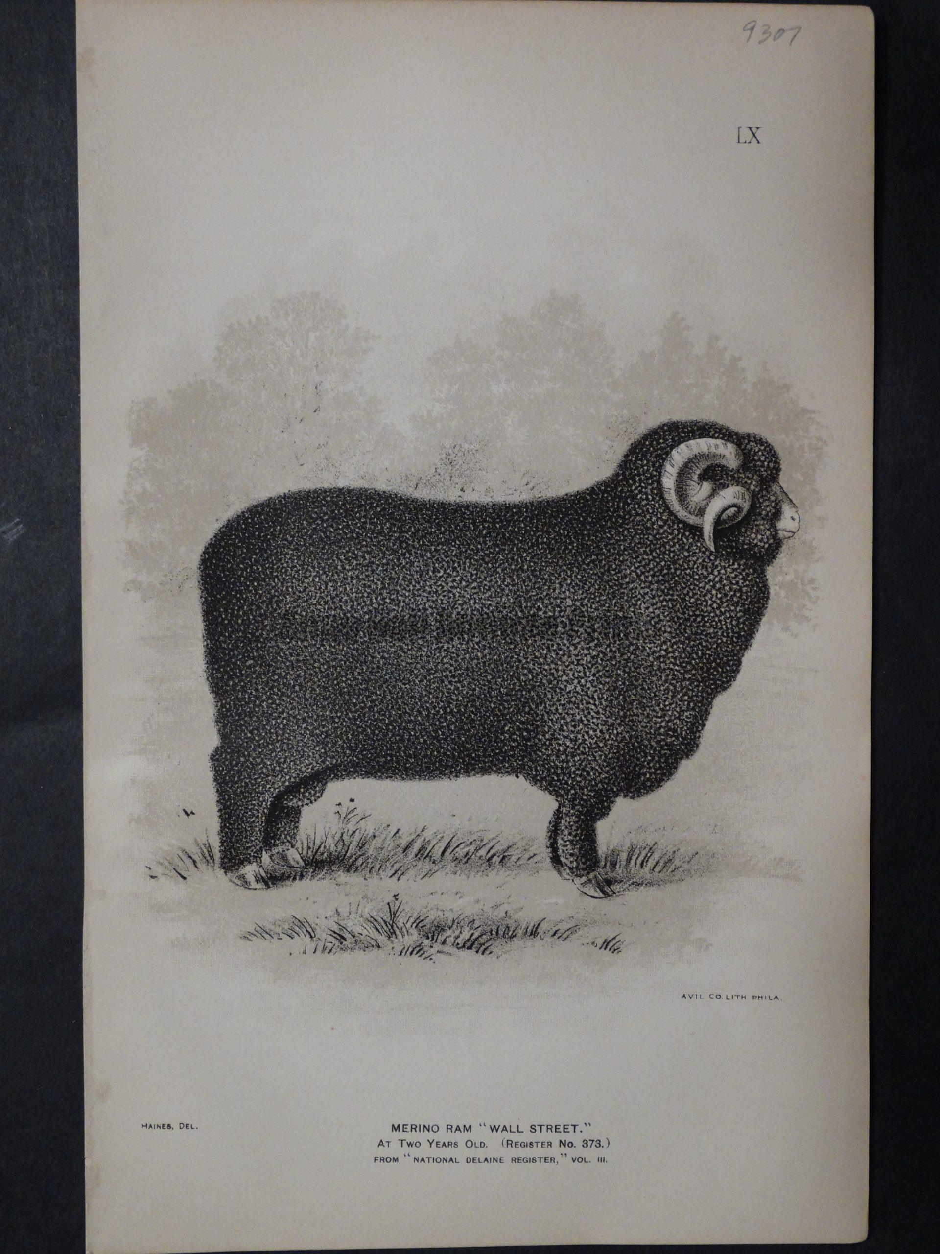 1888 Sheep Print, Old American lithograp 9307