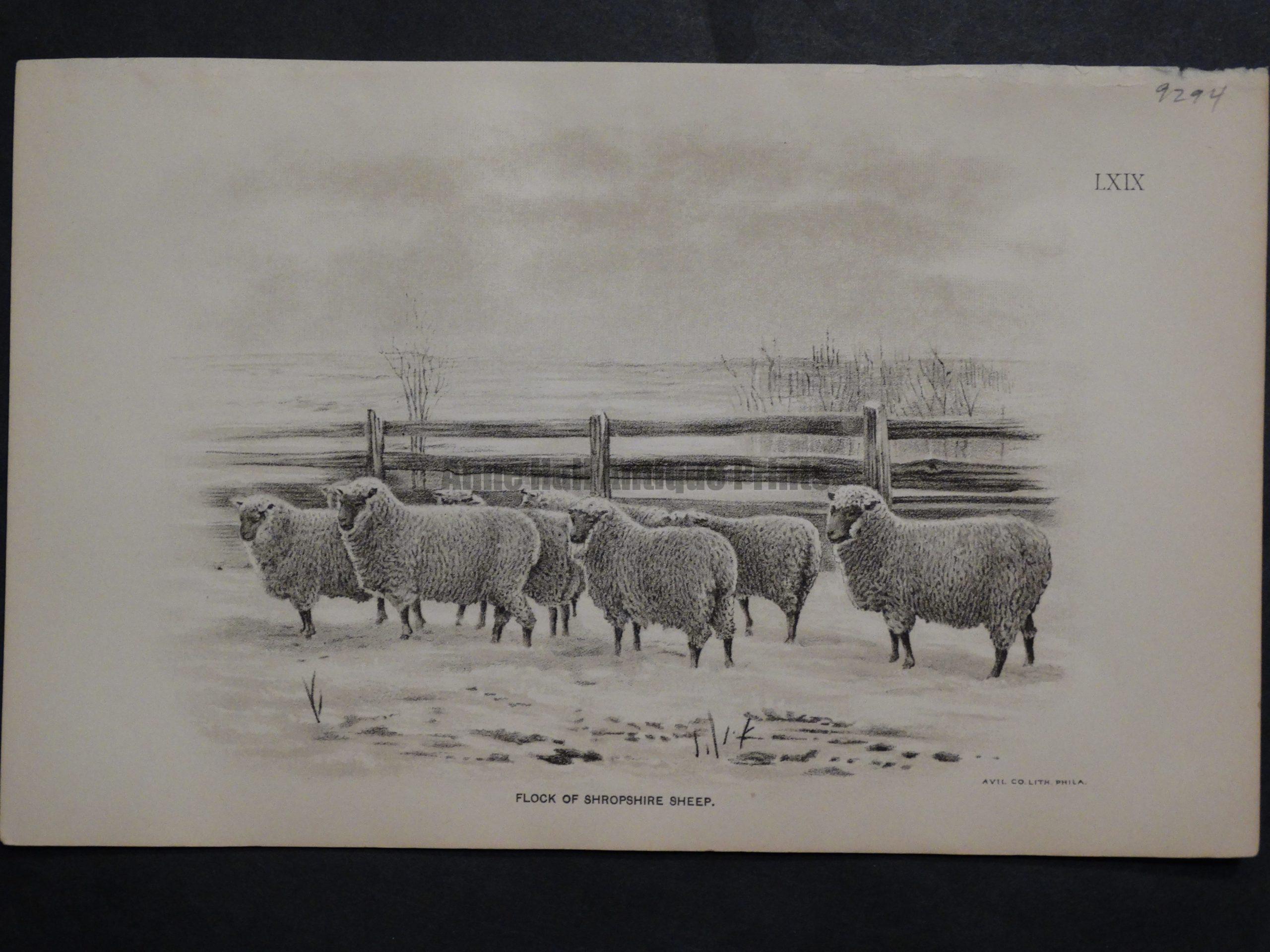 1888 Sheep Print, Old American lithograph(5)