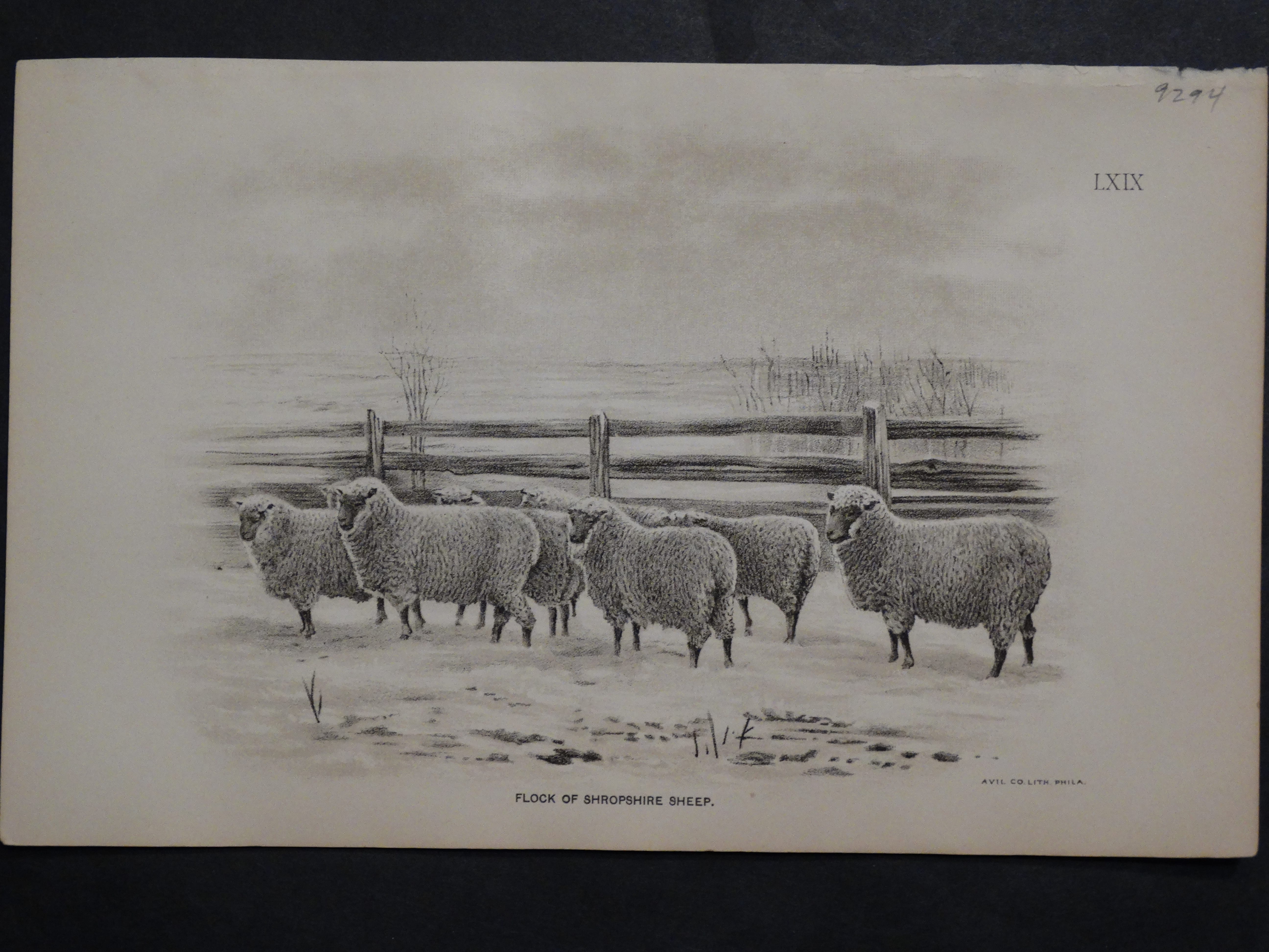 1888 Sheep Print, Old American lithograph(5) Anne Hall Antique Prints