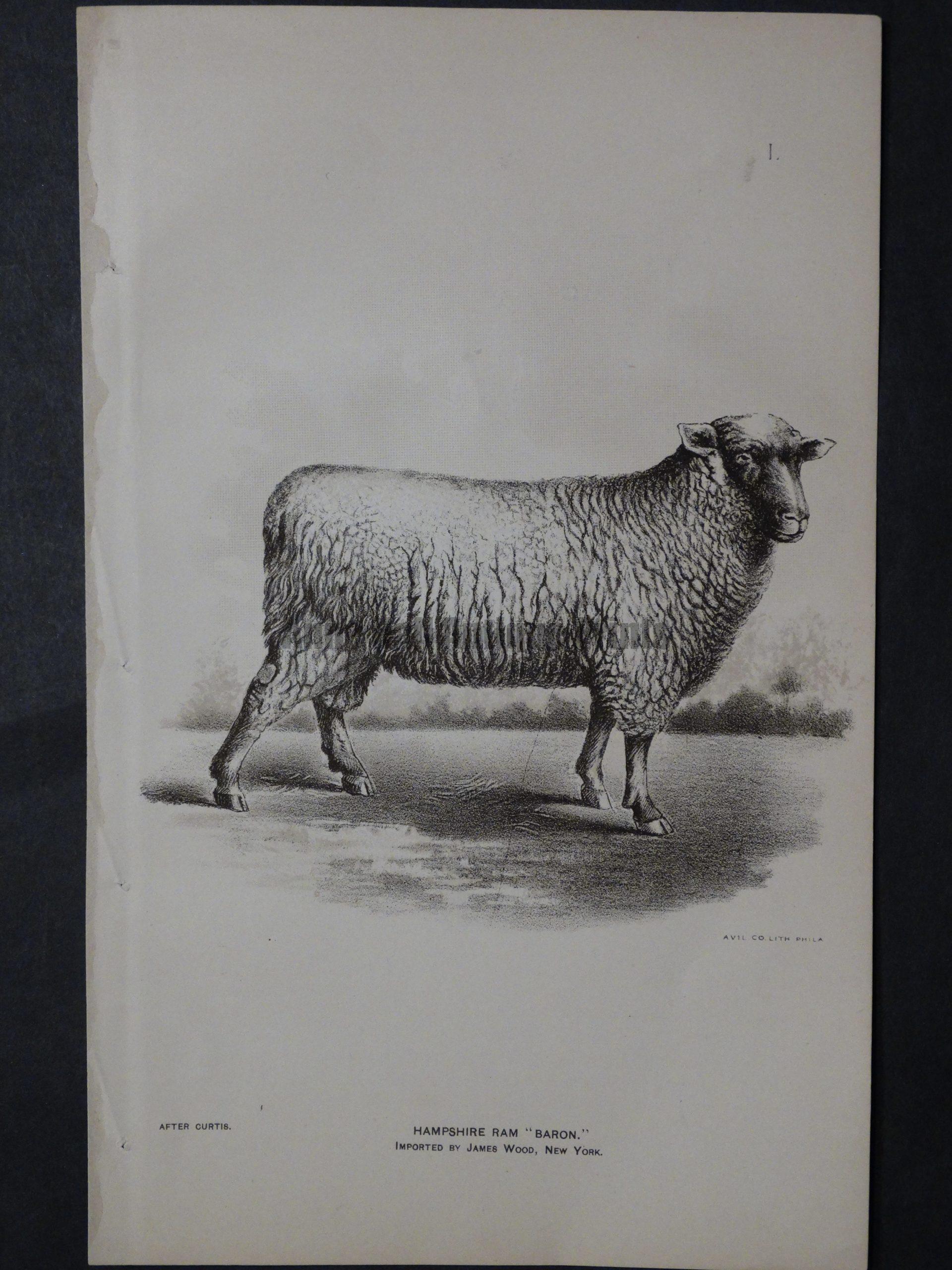 1888 Sheep Print, Old American lithograph(6)