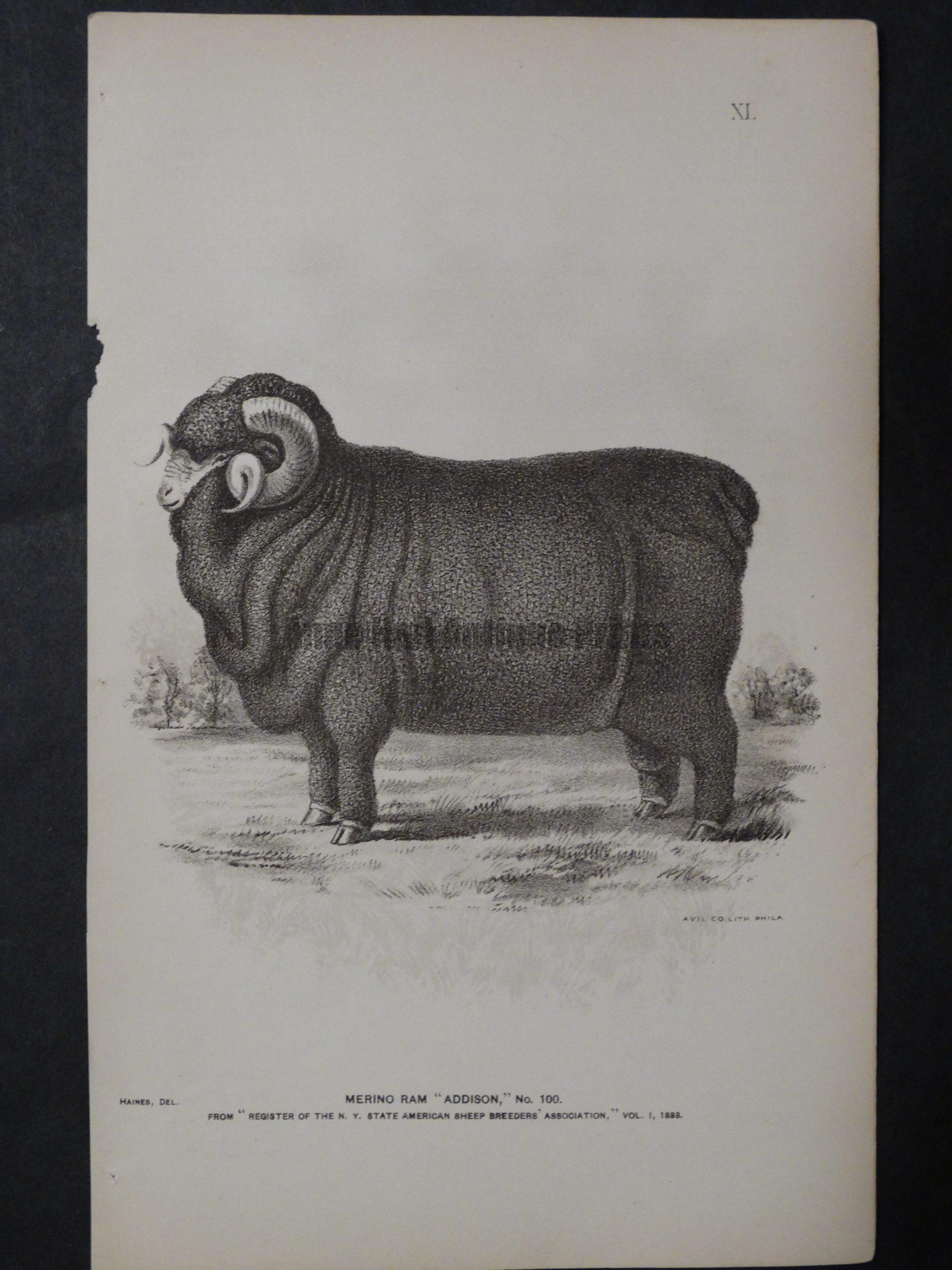 1888 Sheep Print, Old American lithograph(9)