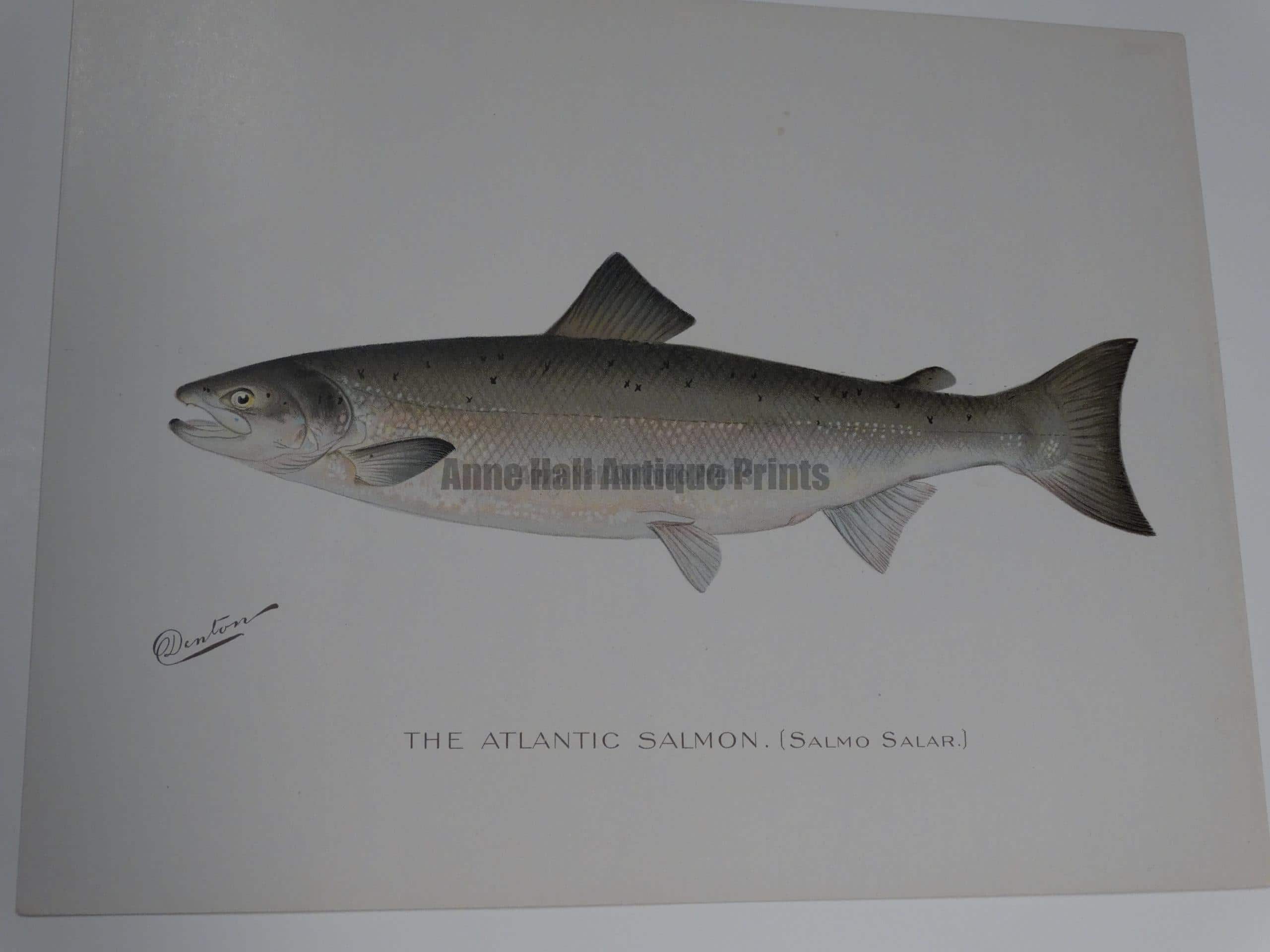 Denton Atlantic Salmon Salmo Salar. An outstanding portfolio color-lithograph published for Sherman Denton, as documentation of trout-salmon found in North America. 9 1/2 x 12"