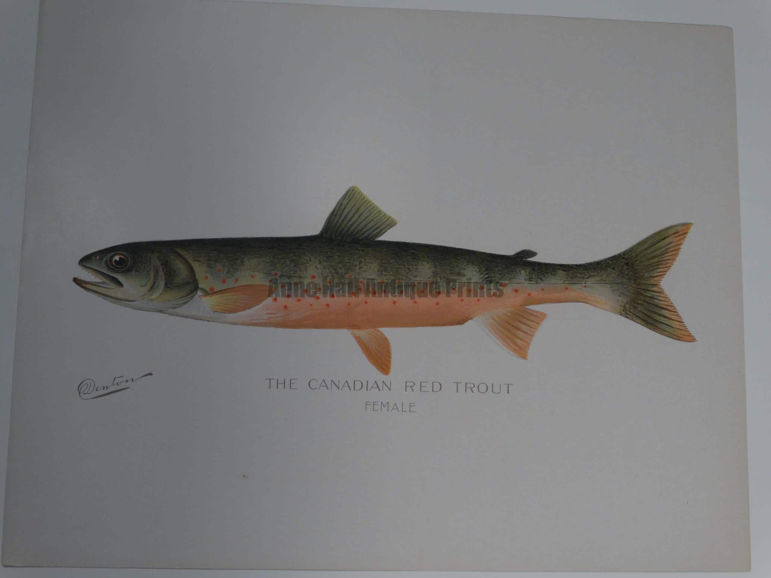 Denton Canadian Red Trout Female $75.  An outstanding portfolio color lithograph.