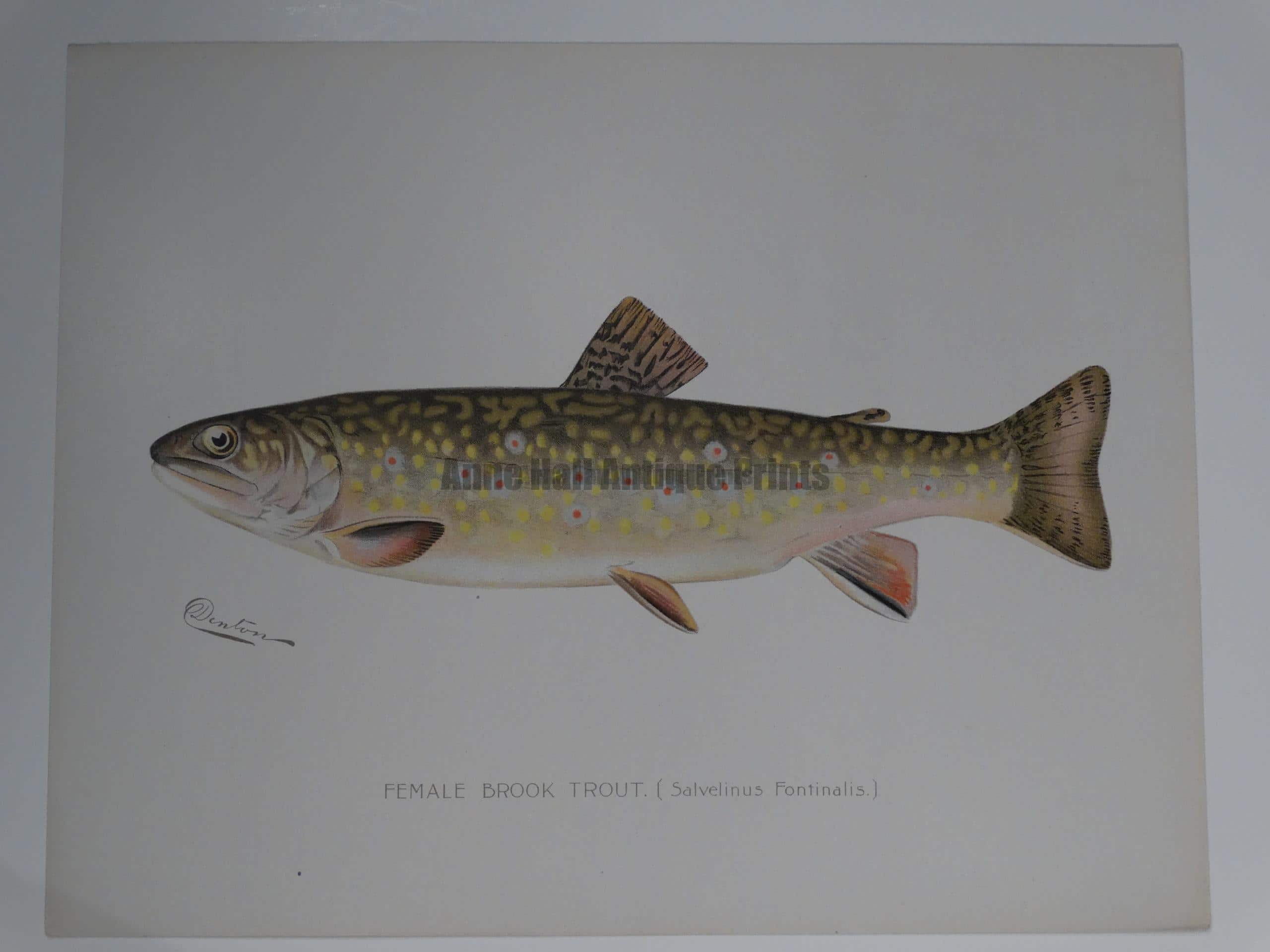 Denton Female Brook Trout: An outstanding portfolio color lithograph published for Sherman Denton, c.1900, as documentation of trout-salmon found in North America.  9 1/2 x 12"  