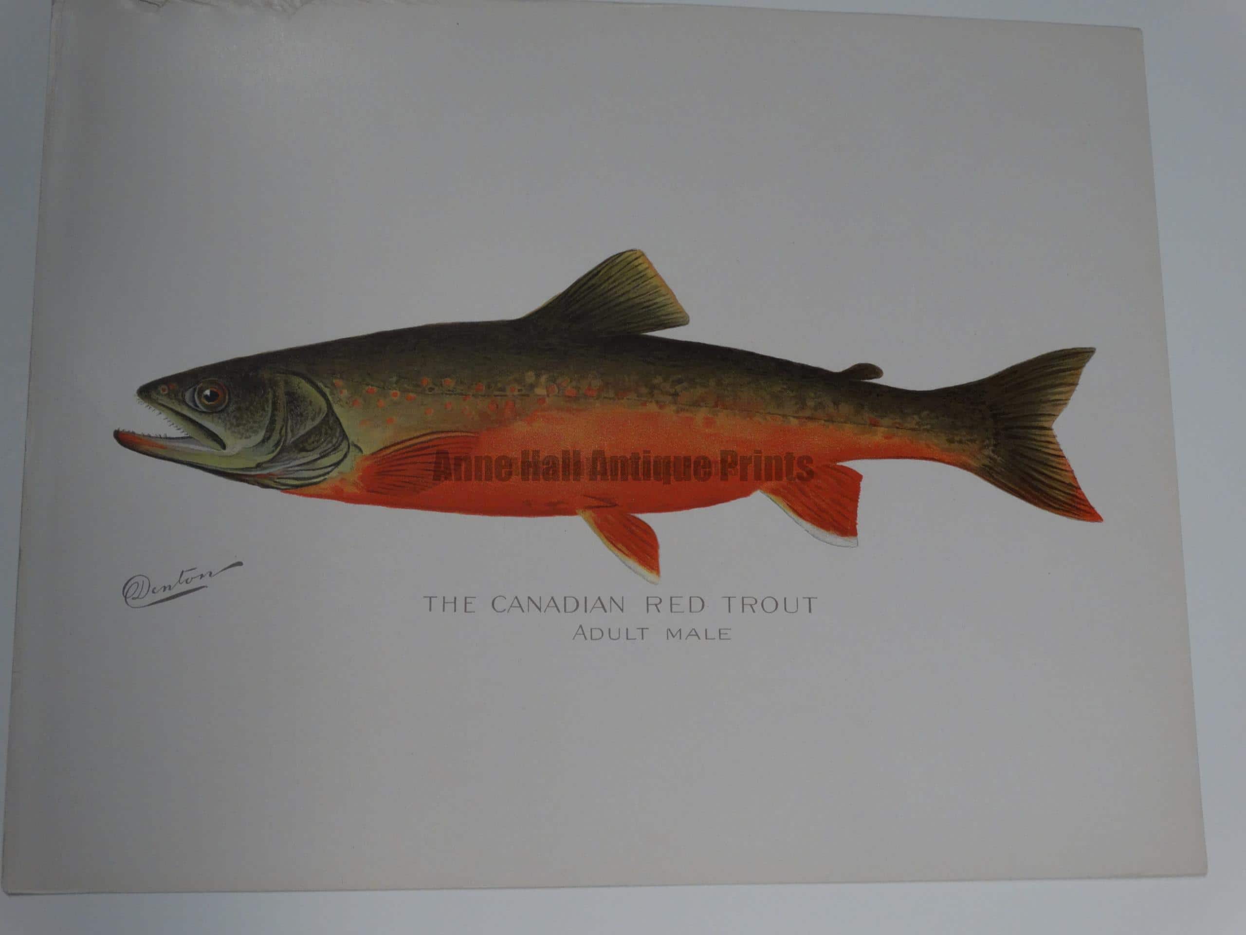 Denton Male Canadian Trout.  $100.  An outstanding portfolio color lithograph published for Sherman Denton as documentation of trout-salmon found in North America.  9 1/2 x 12" 