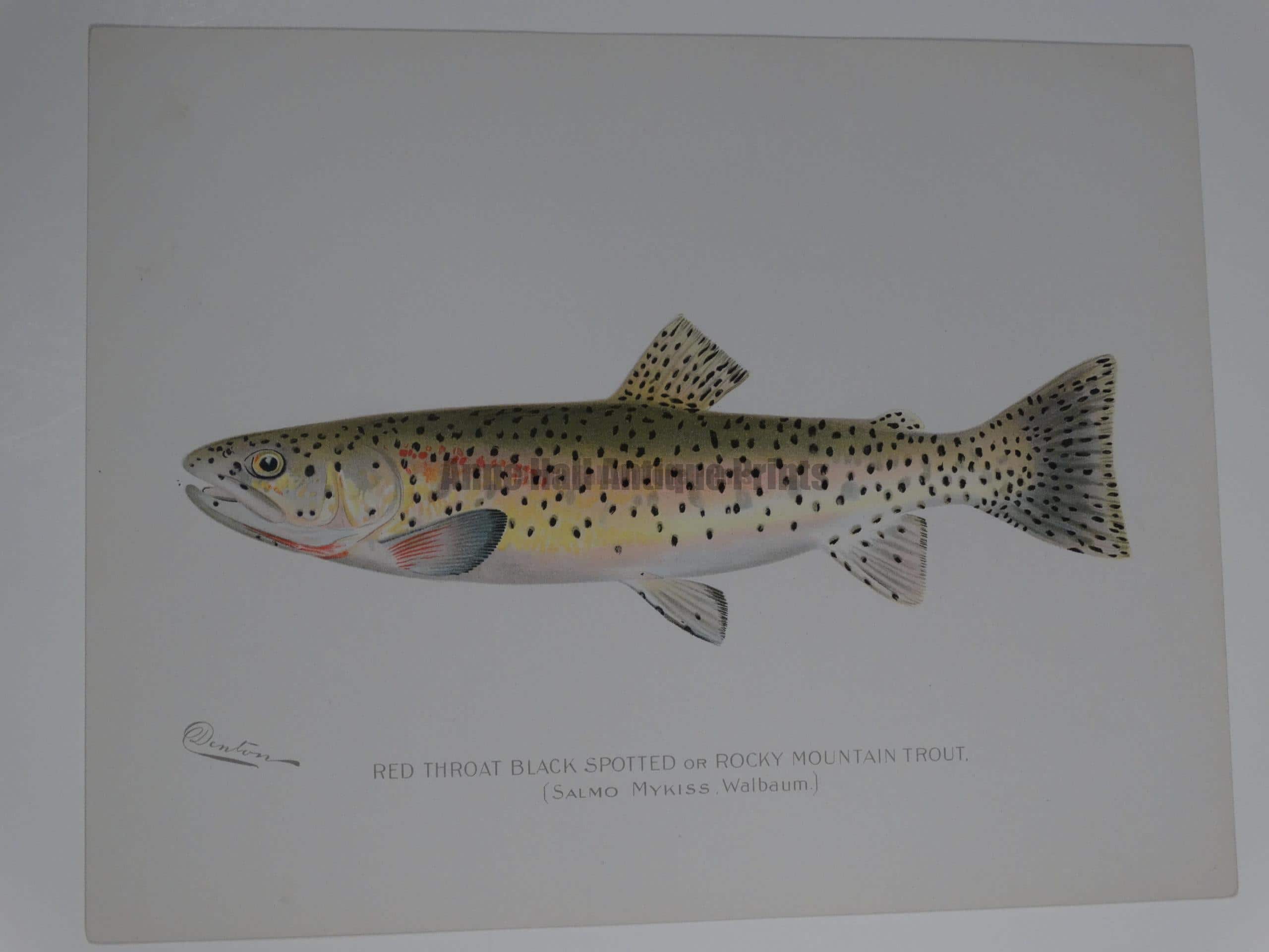 An original Sherman Denton Salmo Mykiss Trout. $125. An outstanding portfolio color lithograph published for Sherman Denton as documentation of trout-salmon found in North America.