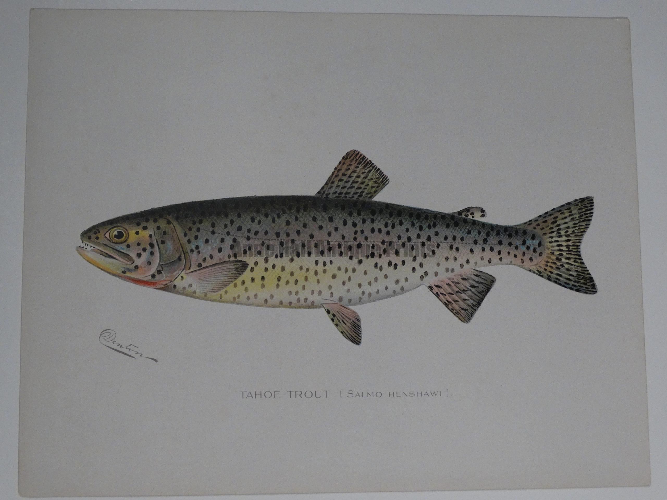 Denton Tahoe Trout Salmon.  $75.  An outstanding portfolio color lithograph published for Sherman Denton as documentation of trout-salmon found in North America.