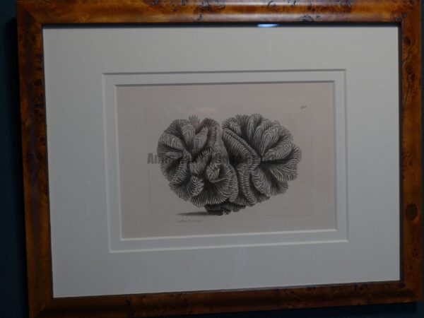 Framed Nodder Coral 711.   Highly detailed hand colored engraving.  