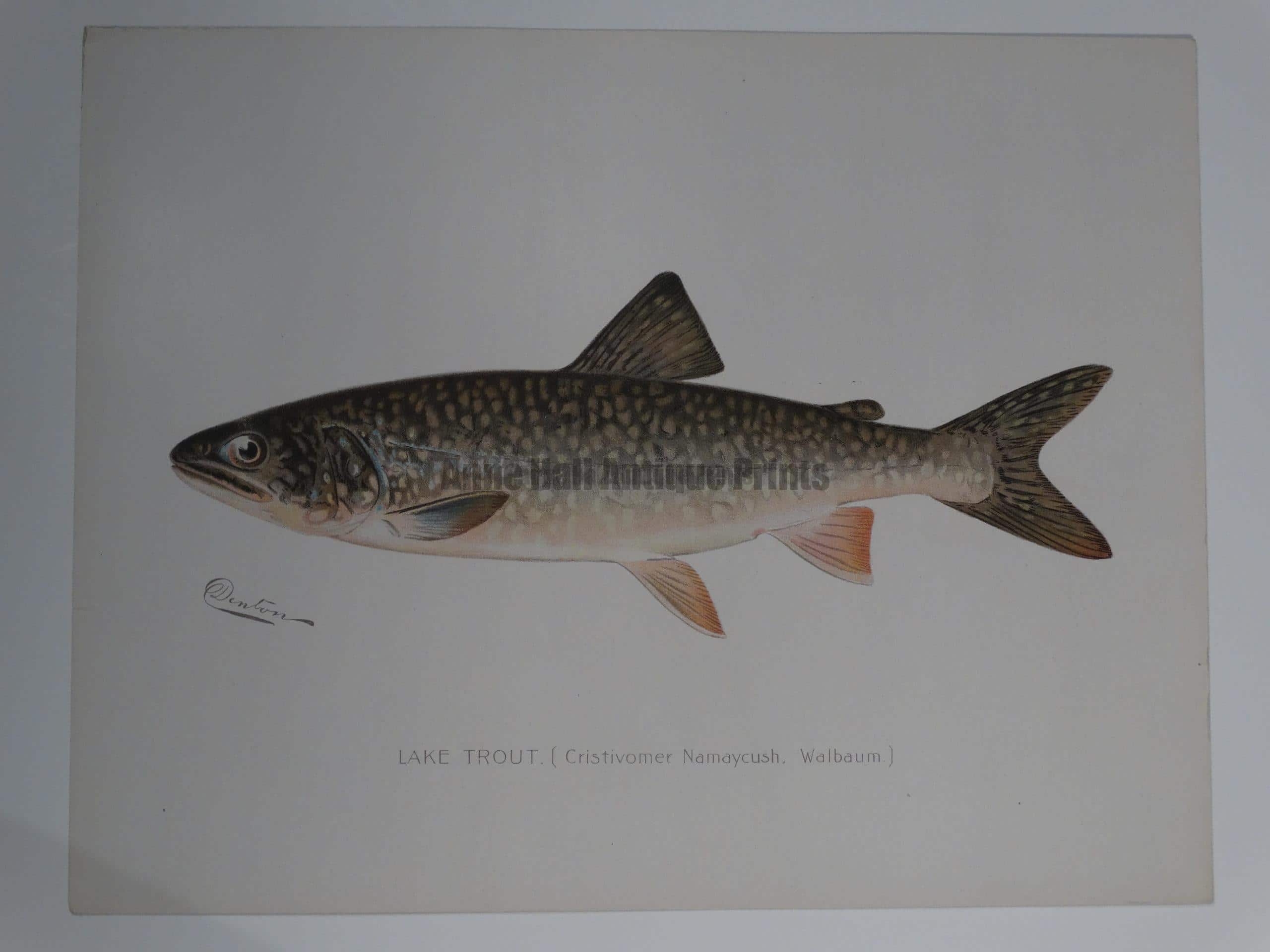 Lake Trout Cristivomer Namaycush.  $100. An outstanding portfolio color lithograph published for Sherman Denton as documentation of trout-salmon found in North America.
