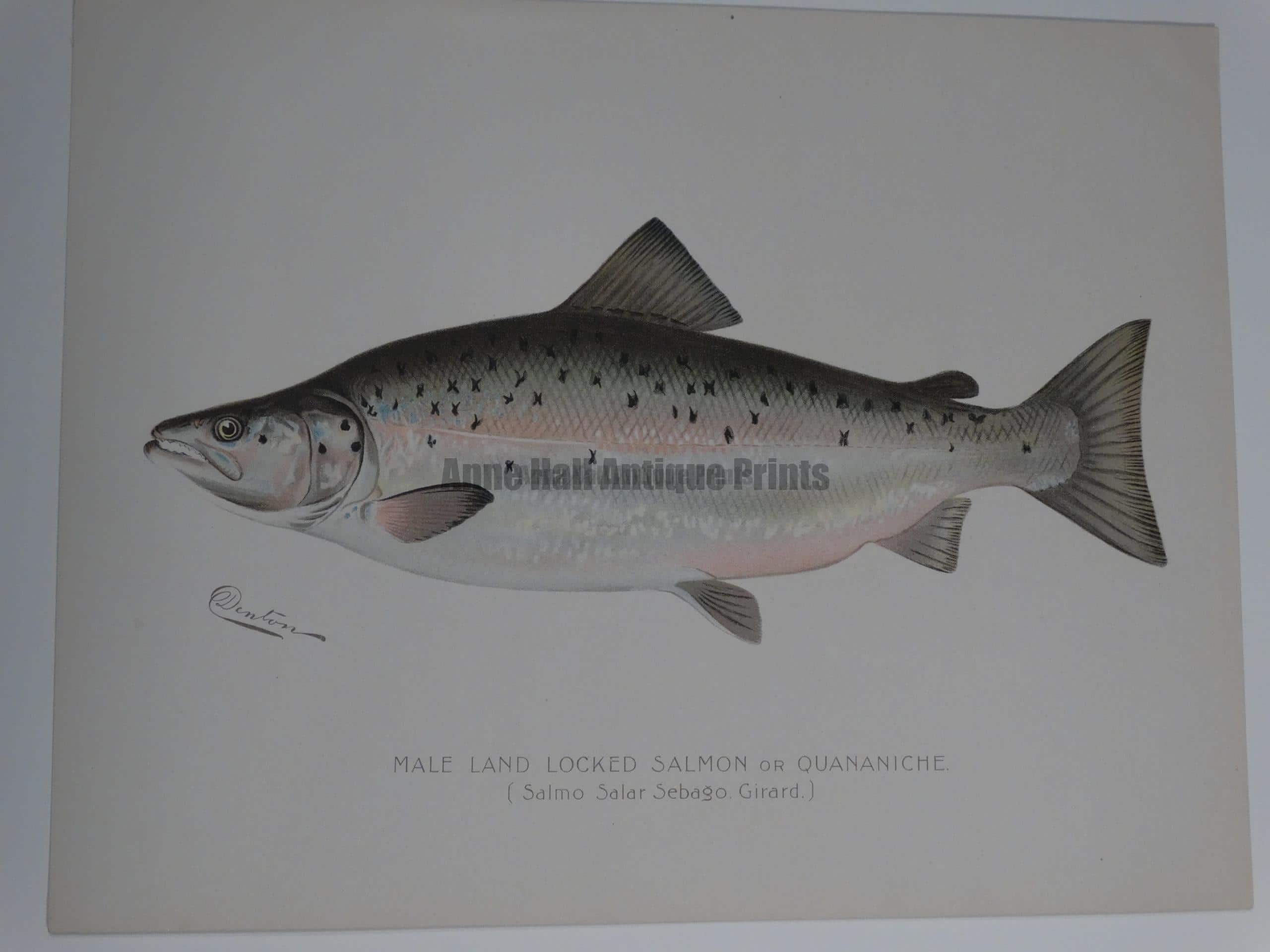 Land Locked Salmon or Quananiche.  An original, and outstanding portfolio color lithograph published for Sherman Denton as documentation of trout-salmon found in North America.
